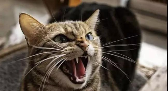 猫咪应该怎么交流？与一只猫正确的交流方式是这样的