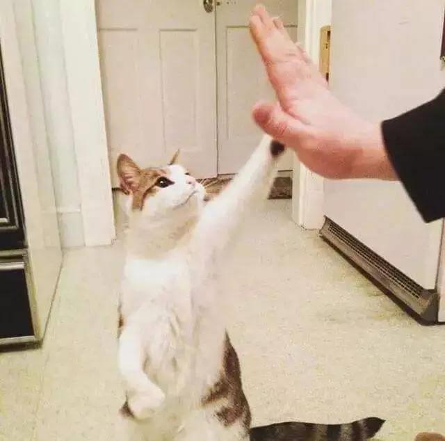 猫咪应该怎么交流？与一只猫正确的交流方式是这样的