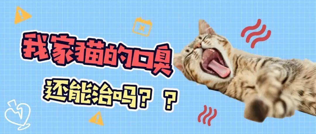 猫咪口臭应该如何治疗？