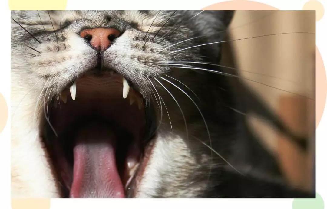 猫咪口臭应该如何治疗？