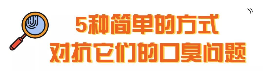 猫咪口臭应该如何治疗？