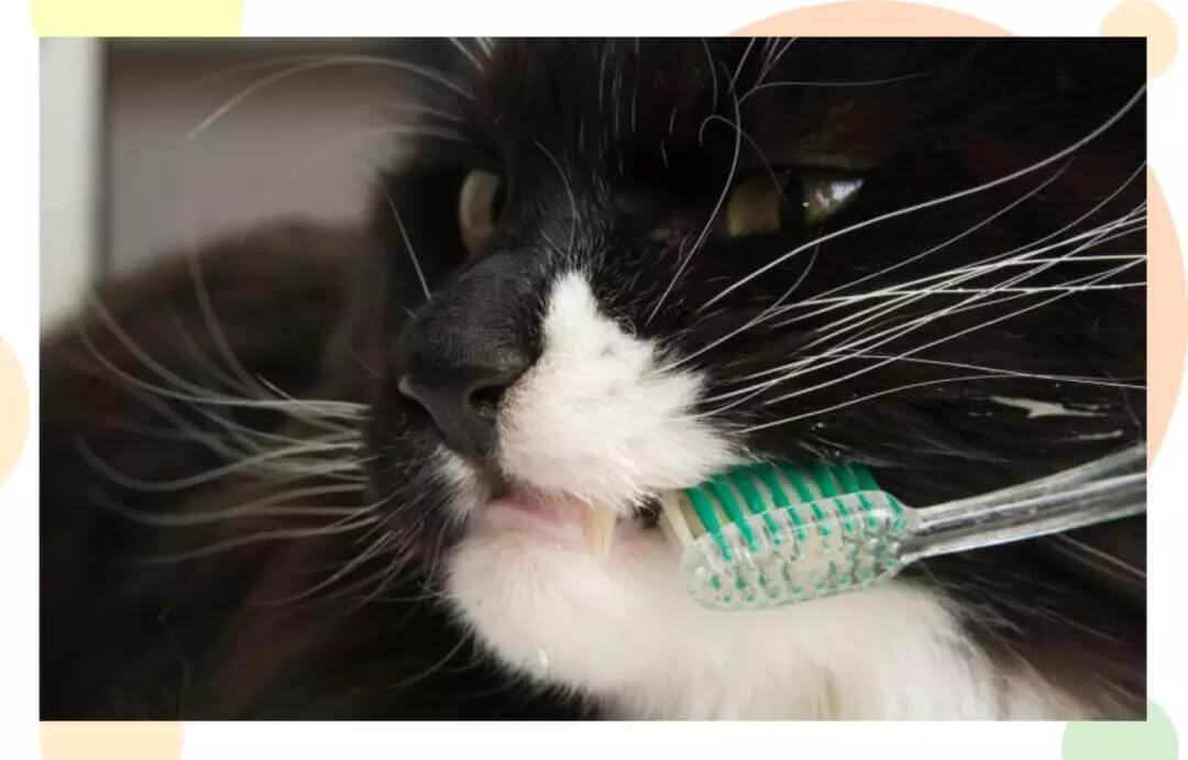 猫咪口臭应该如何治疗？