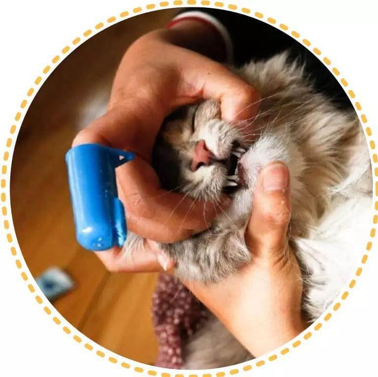 猫咪口臭应该如何治疗？