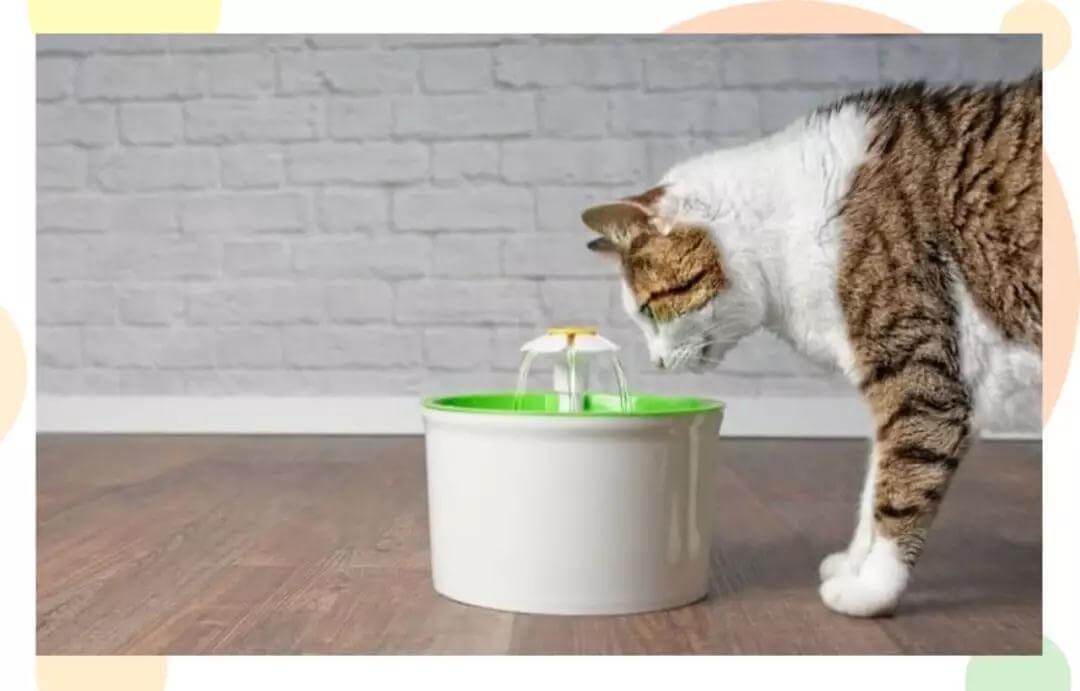 猫咪口臭应该如何治疗？