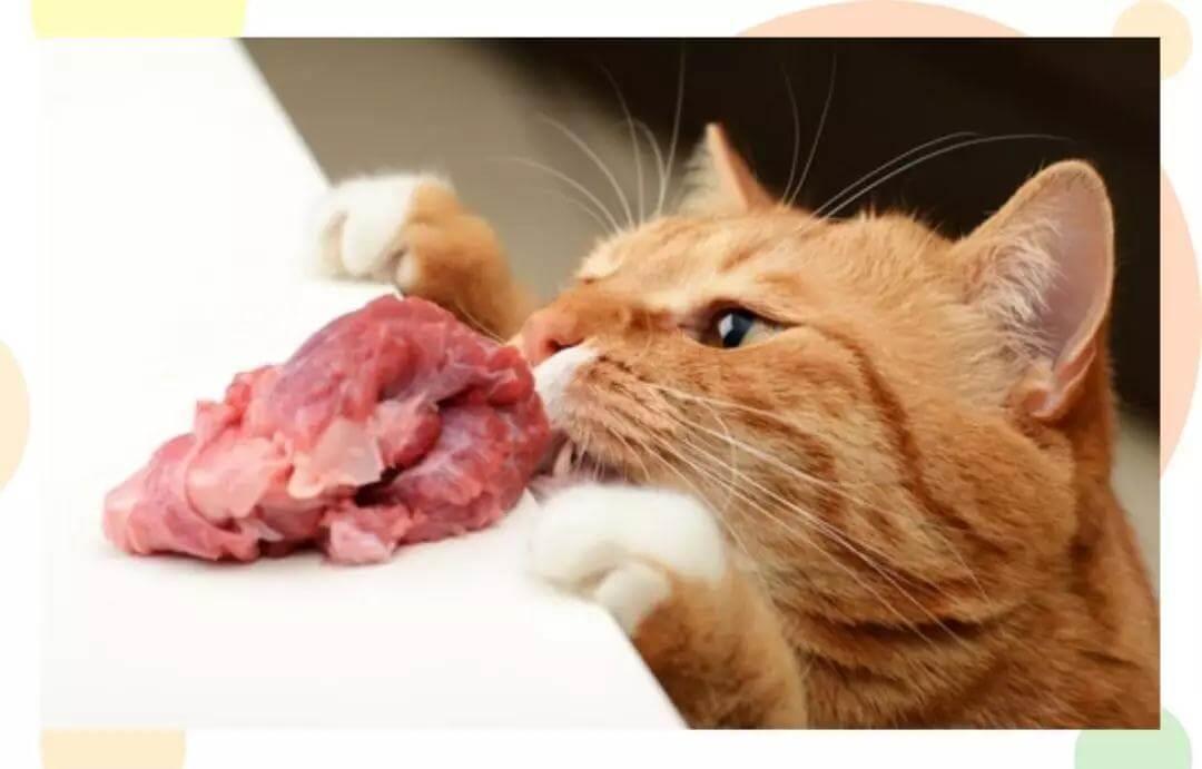 猫咪口臭应该如何治疗？