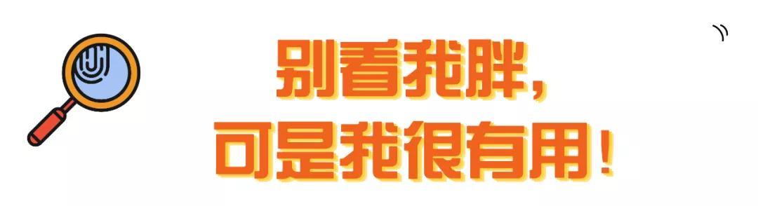 小肚腩？肉下垂？猫咪得了肥胖症？