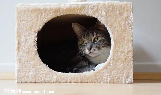 接受过“社会化训练”的猫咪更容易与人相处