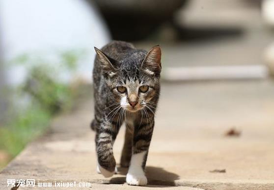 接受过“社会化训练”的猫咪更容易与人相处