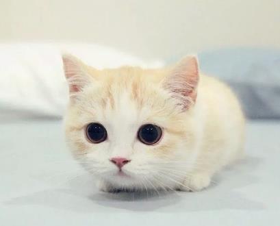 猫咪晚上不睡觉怎么办? 学会这招就能轻松解决!