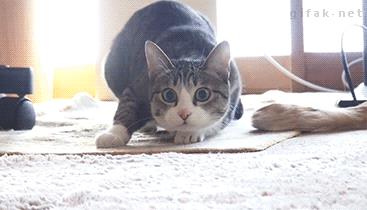 猫咪为什么会扭屁股，猫咪扭屁股是什么意思？