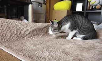 猫咪为什么会扭屁股，猫咪扭屁股是什么意思？