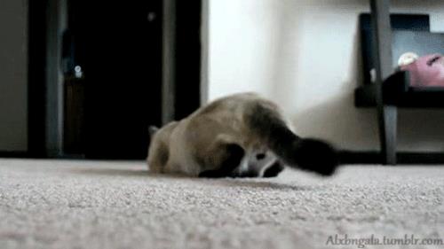 猫咪为什么会扭屁股，猫咪扭屁股是什么意思？