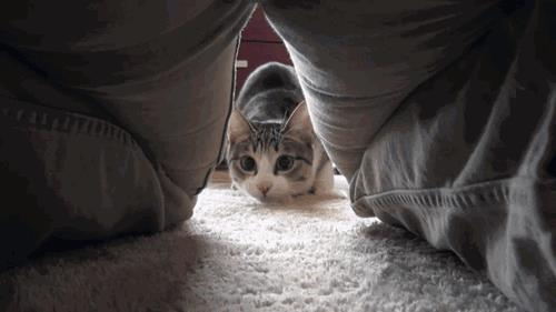 猫咪为什么会扭屁股，猫咪扭屁股是什么意思？
