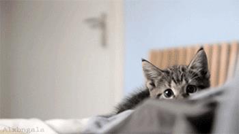 猫咪为什么会扭屁股，猫咪扭屁股是什么意思？