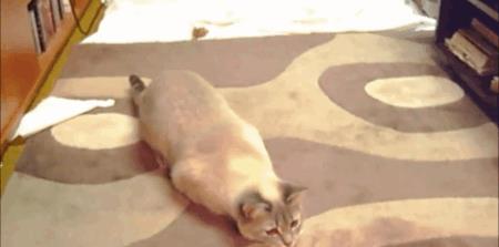 猫咪为什么会扭屁股，猫咪扭屁股是什么意思？