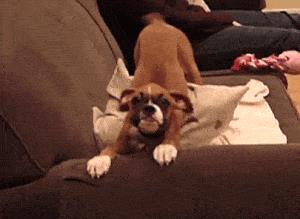 猫咪为什么会扭屁股，猫咪扭屁股是什么意思？