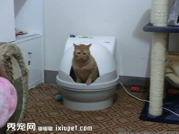 猫咪乱拉怎么办？猫砂及猫砂盆（篇）