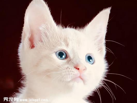 如何引导猫咪不乱抓家具