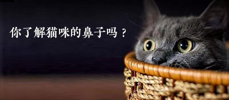 关于猫咪鼻子的一些常识