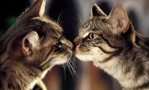 关于猫咪鼻子的一些常识