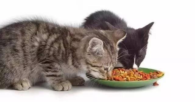 关于猫咪鼻子的一些常识