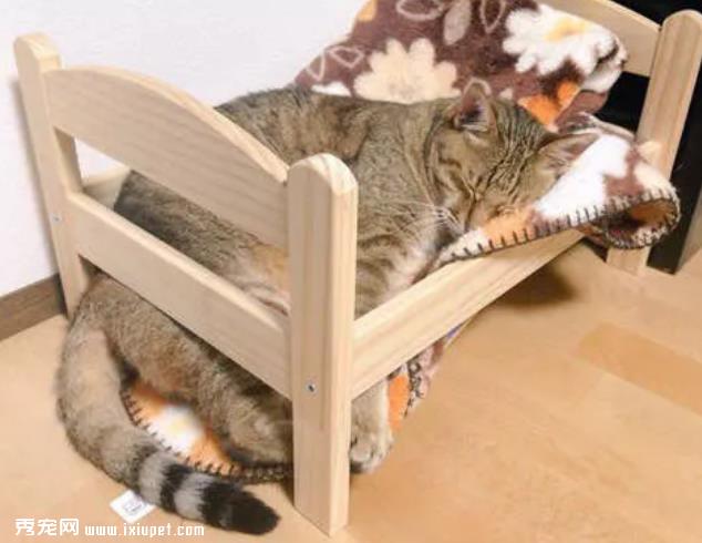 猫咪高傲难驯服？那是主人没有摸清它的习性