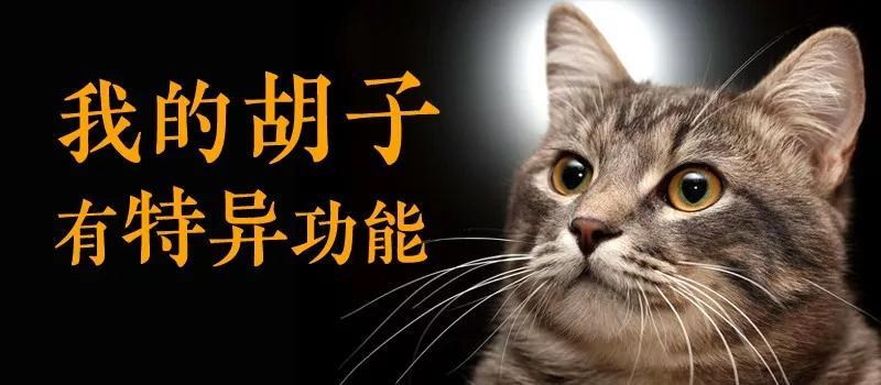 关于猫咪胡须的一些常识