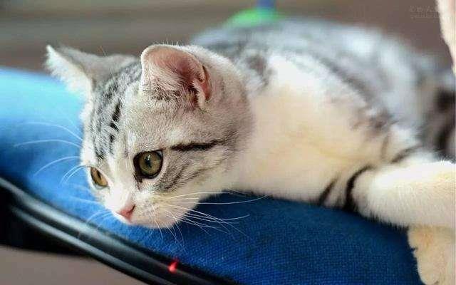 什么是猫传腹?如何预防猫传腹?