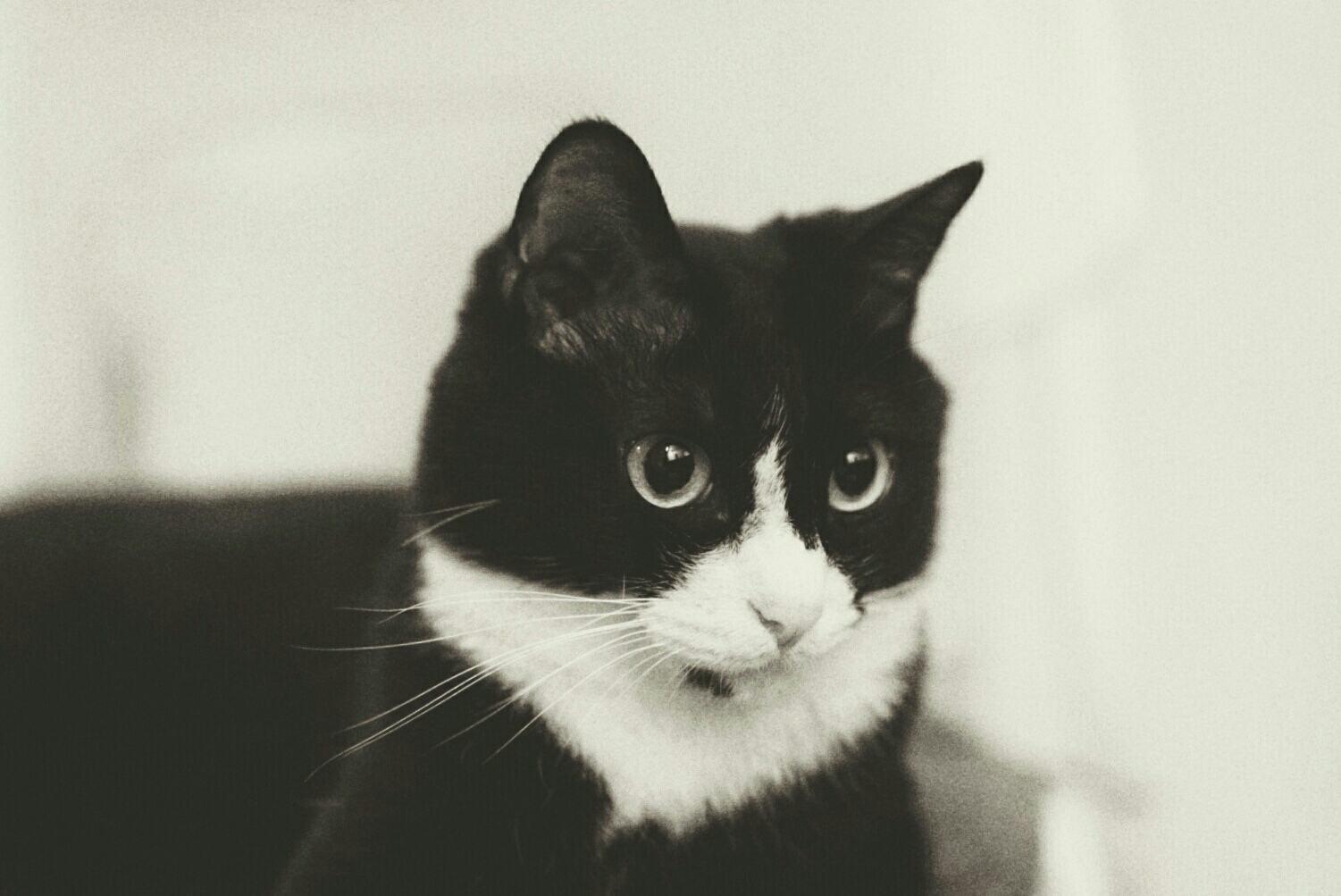猫咪呕吐是怎么回事？猫咪呕吐原因！