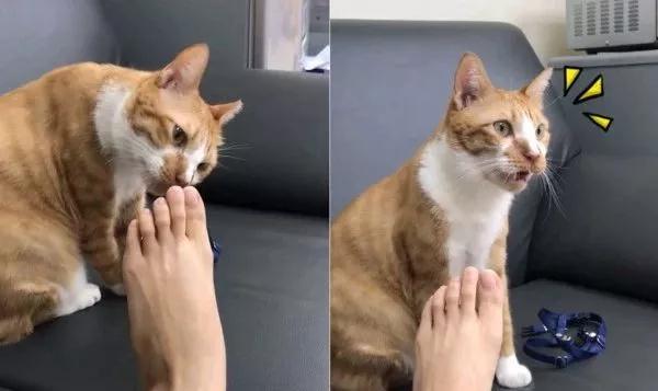 猫咪讨厌哪些气味？猫咪讨厌的气味排行榜！