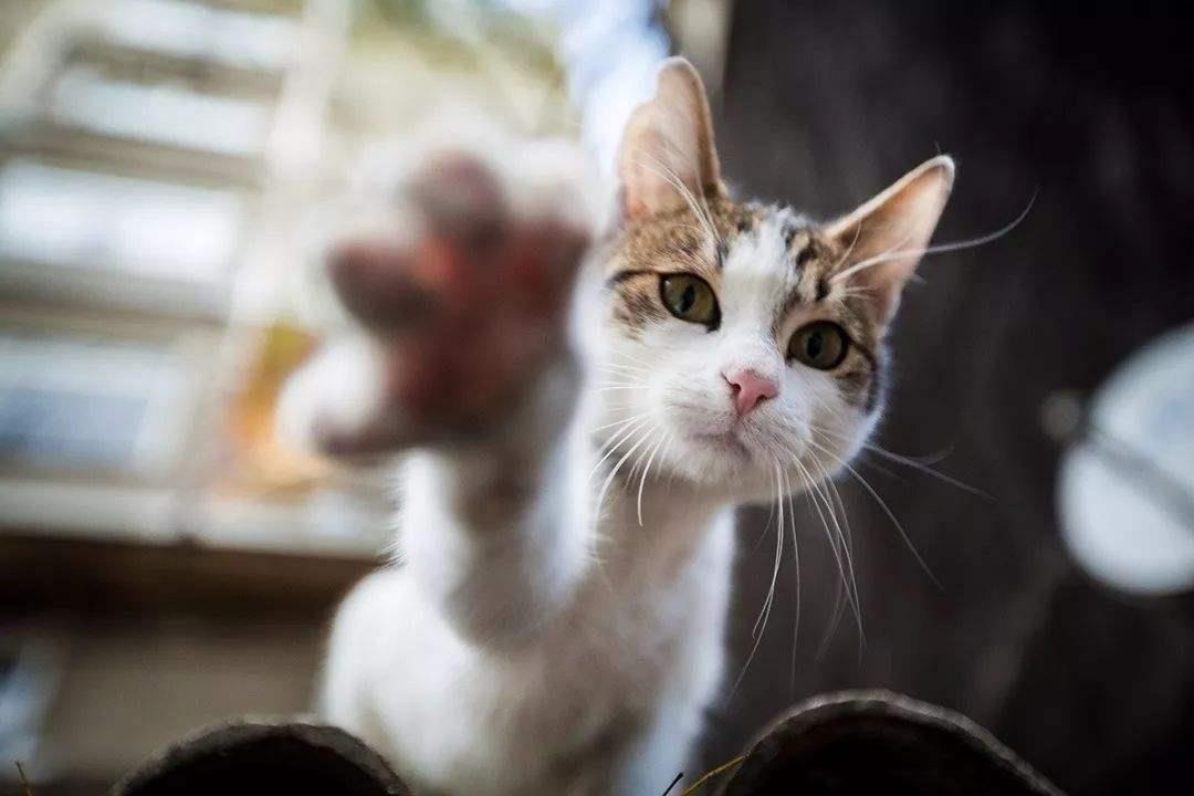 猫咪关节炎的症状有哪些？导致猫咪关节炎的原因是什么？