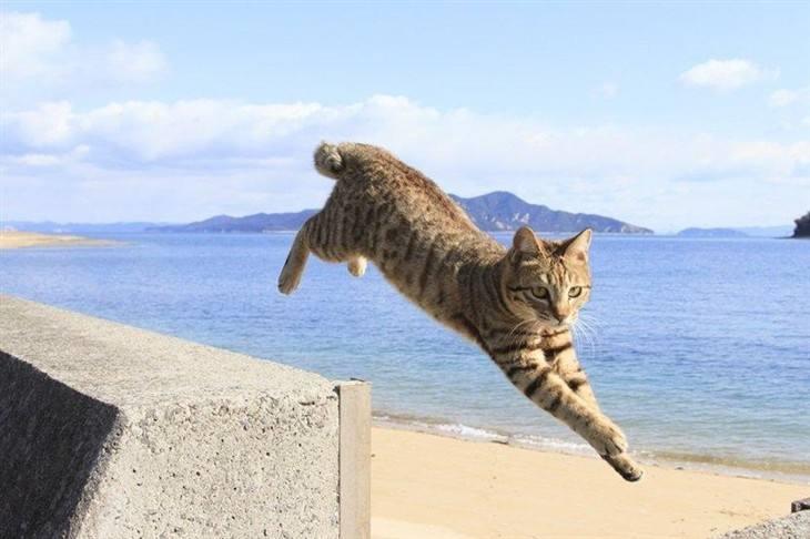 猫咪关节炎的症状有哪些？导致猫咪关节炎的原因是什么？
