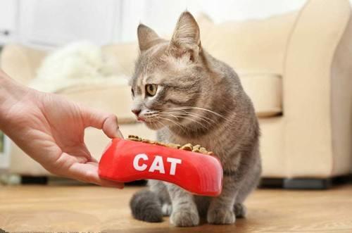 怎么喂猫吃药？给猫咪喂药的方法！