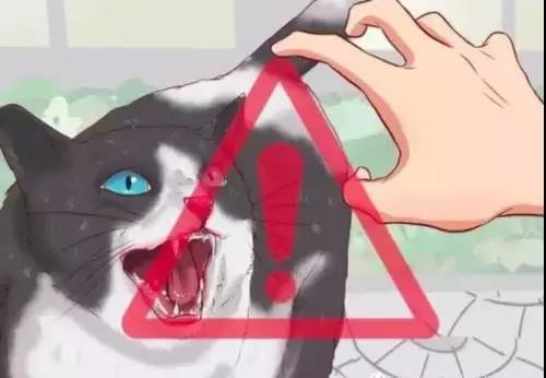 流浪猫的正确吸引和救助方法！