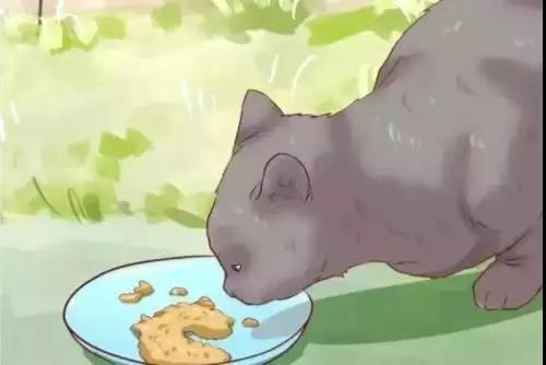 流浪猫的正确吸引和救助方法！