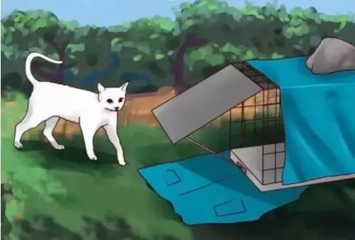 流浪猫的正确吸引和救助方法！