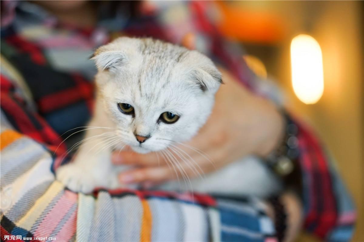 改善猫咪怕生 养成黏人习惯