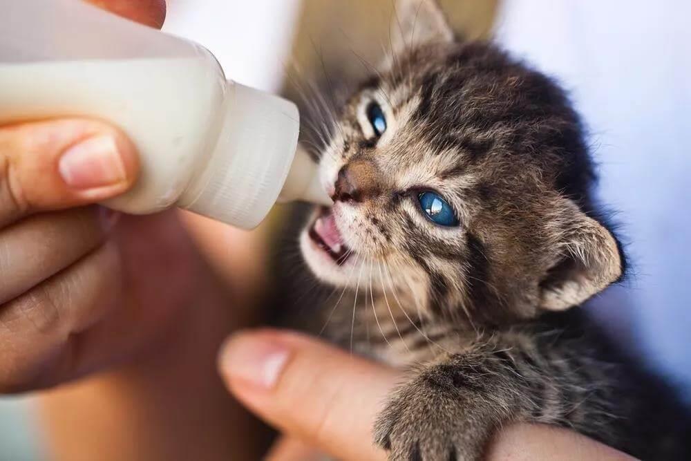 猫咪应该吃干粮还是湿粮?