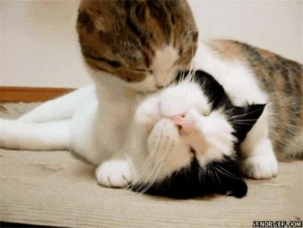 猫咪为什么会舔人，猫咪舔你意味着什么？