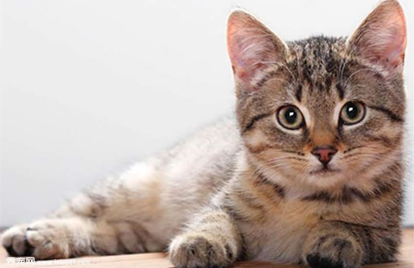 猫的一生：幼、成、老猫喂养指南