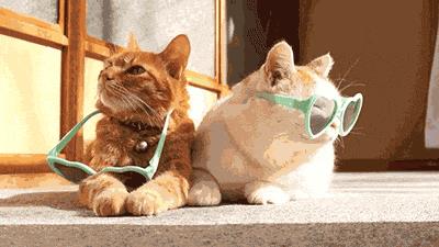 炎热夏季 猫咪应该如何做防晒？