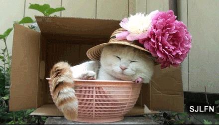 炎热夏季 猫咪应该如何做防晒？