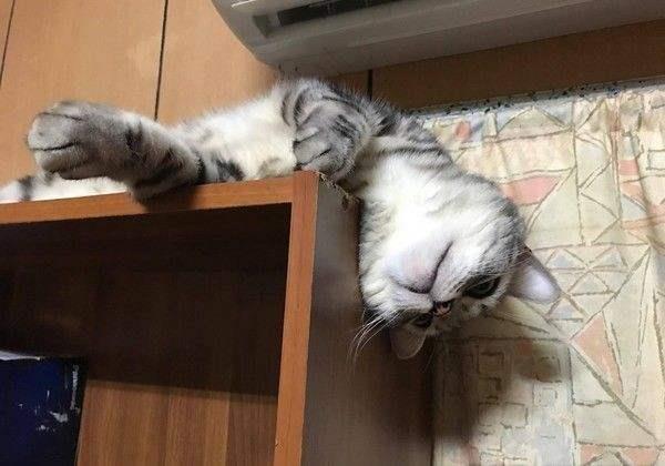 如何预防猫咪空调病？夏天猫咪饮食注意事项！