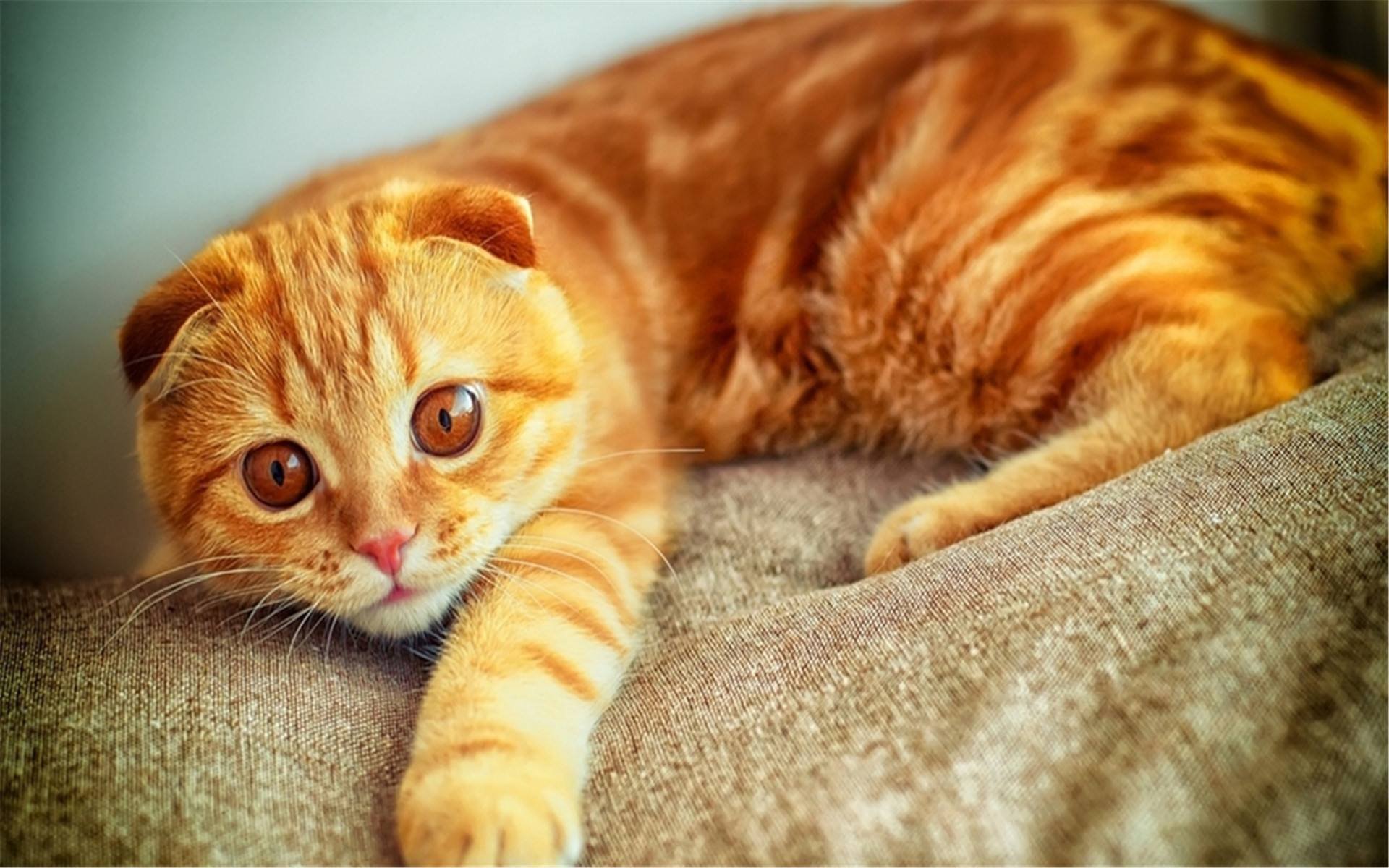 猫咪缺乏微量元素有哪些表现？如何给猫咪补充微量元素？