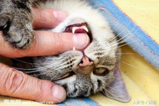 猫猫行为|猫咪喜爱主人的14个表现