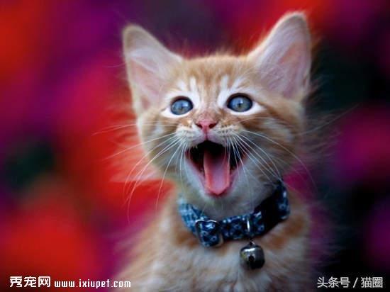 猫猫行为|猫咪喜爱主人的14个表现