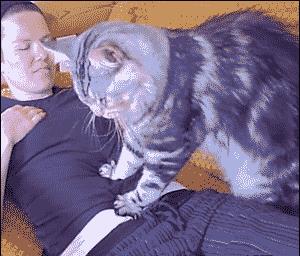 猫猫行为|猫咪喜爱主人的14个表现