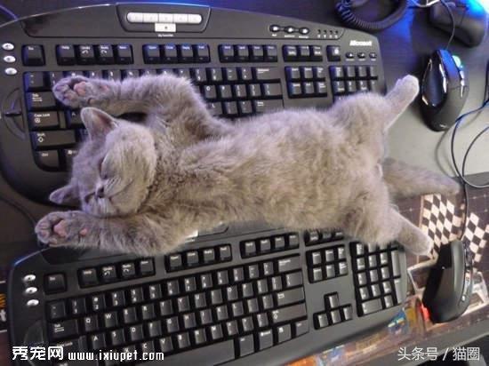 猫猫行为|猫咪喜爱主人的14个表现