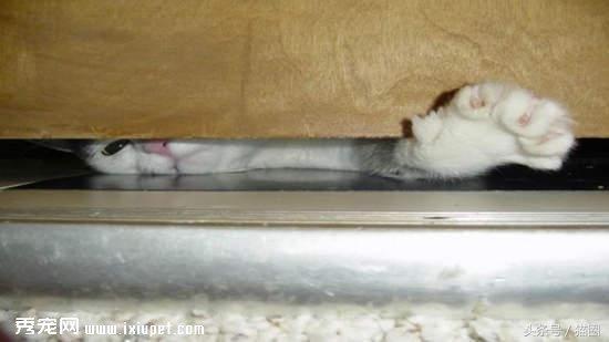 猫猫行为|猫咪喜爱主人的14个表现