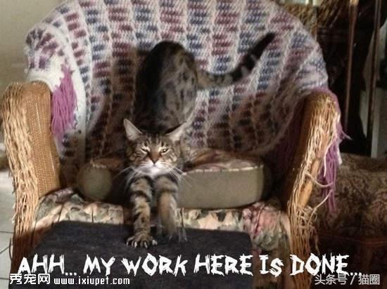 猫猫行为|猫咪喜爱主人的14个表现